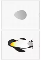 Vorschau - Bildkarten - Tafelmaterial - Bild- und Wortkarten Pinguin (Körperbau + Leben) - Seite 3