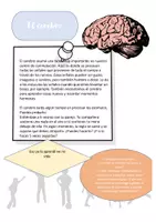 Vista previa - Hojas de trabajo - Hoja de trabajo: El cerebro - Portada