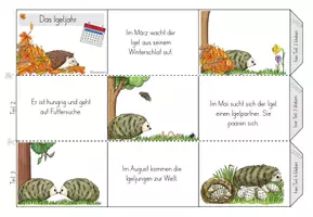 Vorschau - Mal- und Bastelvorlagen - Leporello - Der Igel - Igeljahr - Seite 1