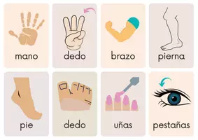 Vista previa - Tarjetas / Manipulativos - Flashcards de las partes del cuerpo en español. - página 2