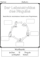Vorschau - Stationenlernen - Pinguin Sachunterricht Infopaket - Seite 2