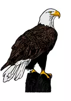 Vorschau - selbst erstellte Cliparts/Grafiken - Adler Tiermotiv (Bildkarte, Poster Malen & Zeichnen, Malvorlagen, Tiere Kunst) - Deckblatt