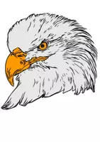 Vorschau - Mal- und Bastelvorlagen - Weisskopfseeadler Adler Tiermotiv (Bildkarte, Poster Malen & Zeichnen, Malvorlagen, Tiere Kunst) - Deckblatt