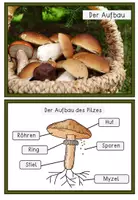Vorschau - Stationenlernen - Pilze - Wissenskartei und Forscherheft in verschiedenen Versionen - Seite 2