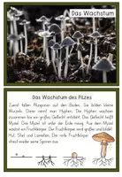 Vorschau - Stationenlernen - Pilze - Wissenskartei und Forscherheft in verschiedenen Versionen - Seite 3