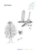 Vorschau - Arbeitsblätter - Großes Materialpaket Tafelmaterial Nadelbäume (Naturschutz) - Deckblatt