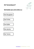 Vorschau - Arbeitsblätter - Extra großes Tafelmaterial heimische Nadelbäumen (zuordnen Baum - Zapfen) - Seite 1