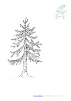 Vorschau - Arbeitsblätter - Extra großes Tafelmaterial heimische Nadelbäumen (zuordnen Baum - Zapfen) - Seite 2