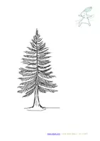 Vorschau - Arbeitsblätter - Extra großes Tafelmaterial heimische Nadelbäumen (zuordnen Baum - Zapfen) - Seite 3