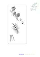 Vorschau - Arbeitsblätter - Extra großes Tafelmaterial heimische Nadelbäumen (zuordnen Baum - Zapfen) - Deckblatt
