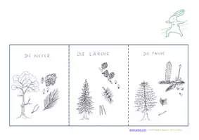 Vorschau - Arbeitsblätter - Kleines Materialpaket - heimische Nadelbäume (Klimamaterial) - Deckblatt