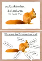 Vorschau - Präsentationen/Tafelbilder - Eichhörnchen Lesekartei Klasse 1-2 - Seite 1