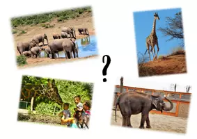Vorschau - Arbeitsblätter - Materialpaket - Rollendiskussion Pro-Kontra-Diskussion zum Thema Zootiere - SCHWACHE LERNER - Seite 1