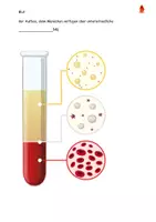 Vorschau - Stundenentwürfe - Das Blut und seine Bestandteile Grafiken Aufgaben Lösungen - Seite 3