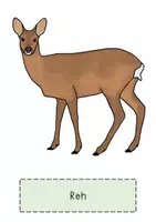Vorschau - Arbeitsblätter - Die Tiere des Waldes - Seite 1
