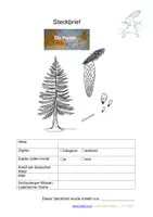 Vorschau - Spiele - Materialpaket Nadelbäume - Steckbriefe mit Fotopuzzle - Seite 1