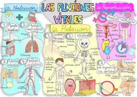 Vista previa - Decoración del aula - Las funciones vitales - Portada