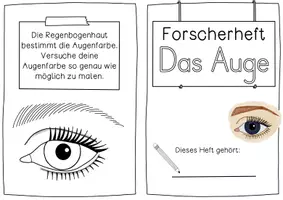 Vorschau - Stundenentwürfe - Das Auge Forscherheft - zum selbstständigen Bearbeiten - Seite 2