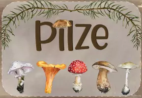 Vorschau - Merkblätter - Pilze: Wissenkartei (1./2. Klasse) - Seite 3