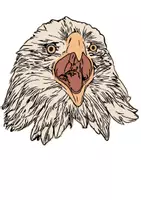 Vorschau - Mal- und Bastelvorlagen - Materialpaket: Weisskopfseeadler - Seite 1