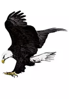 Vorschau - Mal- und Bastelvorlagen - Materialpaket: Weisskopfseeadler - Deckblatt