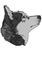 Vorschau - selbst erstellte Cliparts/Grafiken - Siberian Husky Tiermotiv (Bildkarte, Poster Malen & Zeichnen, Malvorlagen, Tiere Kunst) - Deckblatt