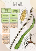 Vorschau - Stundenentwürfe - Tafelbild Aufbau einer Getreidepflanze: Getreide, Getreidepflanzenaufbau: Halm/Stängel, Ähre, Knoten, Wurzel, Blatt - Seite 1