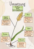 Vorschau - Stundenentwürfe - Tafelbild Aufbau einer Getreidepflanze: Getreide, Getreidepflanzenaufbau: Halm/Stängel, Ähre, Knoten, Wurzel, Blatt - Seite 2