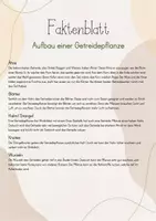 Vorschau - Stundenentwürfe - Tafelbild Aufbau einer Getreidepflanze: Getreide, Getreidepflanzenaufbau: Halm/Stängel, Ähre, Knoten, Wurzel, Blatt - Seite 3