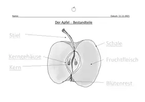 Vorschau - Arbeitsblätter - Der Apfel - Arbeitsblätter und Bildkarten - Seite 1