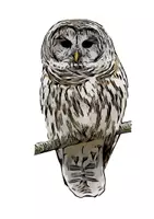 Vorschau - Mal- und Bastelvorlagen - Eulen Vogel Tiermotiv (Bildkarte, Poster Malen & Zeichnen, Malvorlagen, Tiere Kunst) - Deckblatt