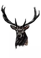 Vorschau - Mal- und Bastelvorlagen - Hirsch Wild Tiermotiv (Bildkarte, Poster Malen & Zeichnen, Malvorlagen, Tiere Kunst) - Deckblatt