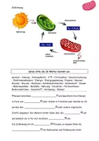Vorschau - Stundenentwürfe - Die Zellatmung Grafiken Aufgaben Lösungen - Seite 1