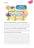 Vorschau - Stundenentwürfe - Die Zellatmung Grafiken Aufgaben Lösungen - Seite 3
