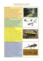 Vorschau - Arbeitsblätter - Feuersalamander (Einheit Amphibien) - Seite 2