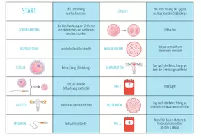 Vorschau - Spiele - Entwicklung von Embryo und Fötus – 3x Aktivitäten und Spiele - Seite 3