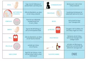 Vorschau - Spiele - Entwicklung von Embryo und Fötus – Domino Spiel - Seite 3