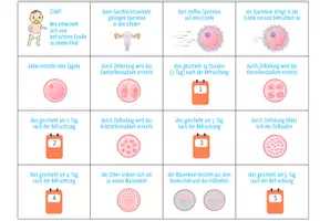 Vorschau - Spiele - Entwicklung von Embryo und Fötus – Sortieraktivität - Seite 1