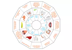 Vorschau - Spiele - Verdauungssystem – Legekreis - Seite 1