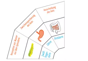 Vorschau - Spiele - Verdauungssystem – Legekreis - Seite 2