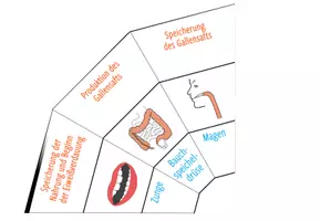 Vorschau - Spiele - Verdauungssystem – Legekreis - Seite 3