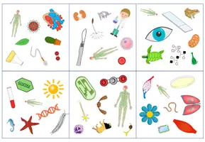 Vorschau - Spiele - Biologie - "Wer sieht es zuerst?" schnelles Kartenspiel - Seite 1