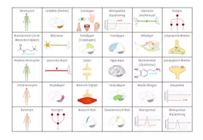 Vorschau - Arbeitsblätter - Nervensystem – Bingo (Abitur) - Seite 2