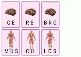 Vista previa - Tarjetas / Manipulativos - Tarjetas silábicas del cuerpo humano - página 3