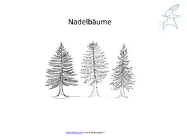 Vorschau - Präsentationen/Tafelbilder - Interaktive Präsentation - Nadelbäume bestimmen - Seite 1
