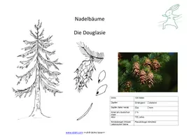 Vorschau - Präsentationen/Tafelbilder - Interaktive Präsentation - Nadelbäume bestimmen - Seite 2