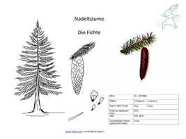 Vorschau - Präsentationen/Tafelbilder - Interaktive Präsentation - Nadelbäume bestimmen - Seite 3
