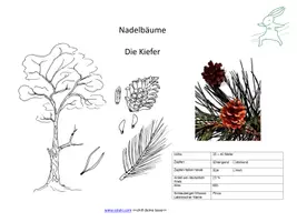Vorschau - Präsentationen/Tafelbilder - Interaktive Präsentation - Nadelbäume bestimmen - Deckblatt