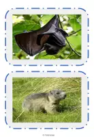 Vorschau - Präsentationen/Tafelbilder - Tafelkarten Tiere im Winter - Seite 3