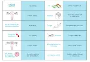 Vorschau - Spiele - Hormone im Menstruationszyklus - Domino Spiel - Seite 3